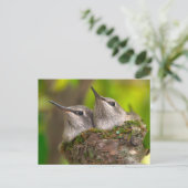 Baby kolibries briefkaart (Staand voorkant)