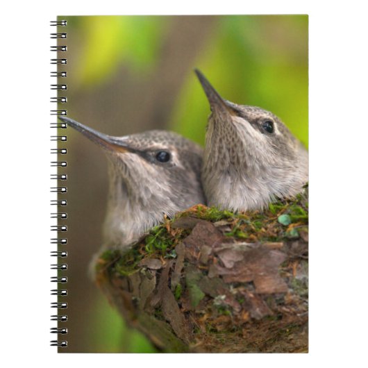 Baby kolibries notitieboek (Voorkant)
