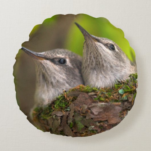 Baby kolibries rond kussen (Voorkant)