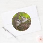 Baby kolibries ronde sticker (Envelop)