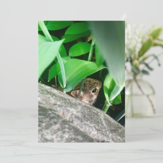 Baby konijn (Staand voorkant)