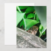 Baby konijn (Voorkant / Achterkant)