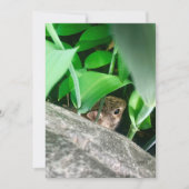 Baby konijn feestdagenkaart (Voorkant)