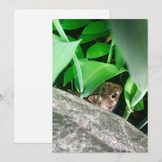 Baby konijn feestdagenkaart (Voorkant / Achterkant)