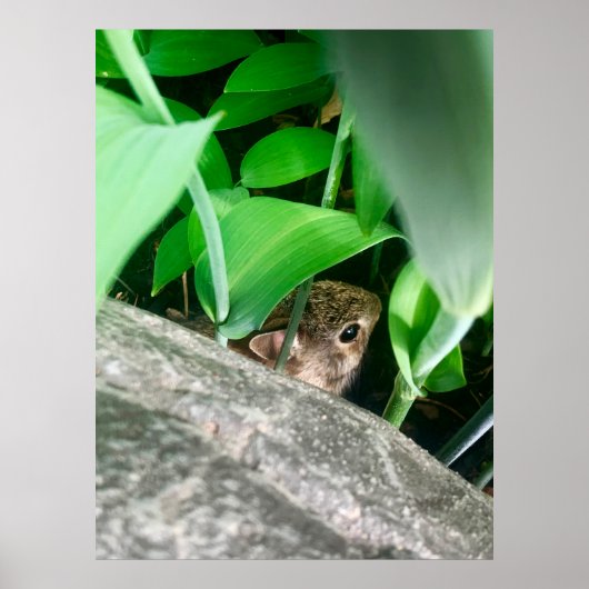 Baby konijn poster (Voorkant)