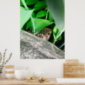 Baby konijn poster (Keuken)