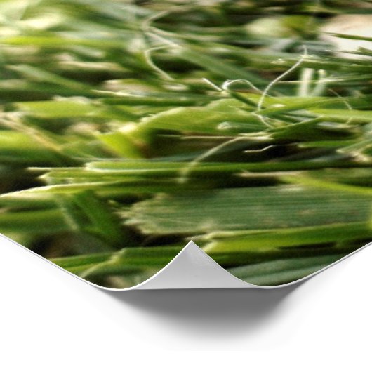 Baby konijn poster (Hoek)