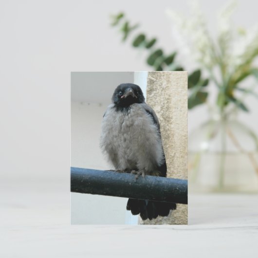 Baby kraai briefkaart (Staand voorkant)
