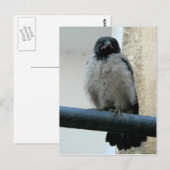 Baby kraai briefkaart (Voorkant / Achterkant)