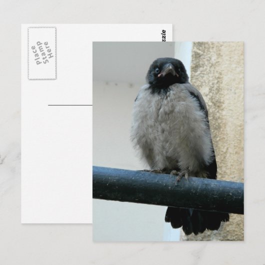 Baby kraai briefkaart (Voorkant / Achterkant)