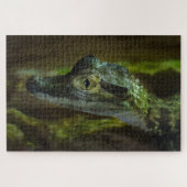 Baby krokodil zwemmen in water legpuzzel (Horizontaal)