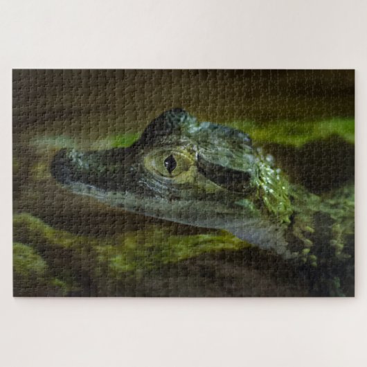 Baby krokodil zwemmen in water legpuzzel (Horizontaal)