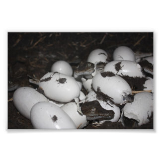 Baby Krokodillen Foto Afdruk