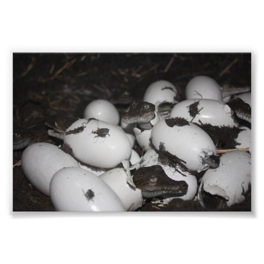 Baby Krokodillen Foto Afdruk (Voorkant)