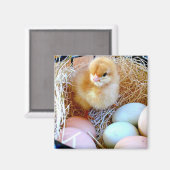 Baby kuiken in mand van eieren. Paasmand. Magneet (Voorkant / Achterkant)