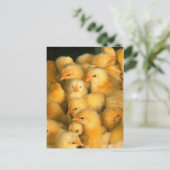 Baby kuikens briefkaart (Staand voorkant)