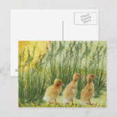 Baby kuikens briefkaart (Voorkant / Achterkant)