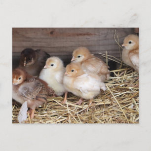 Baby Kuikens cute kuikens boerderij fotografie Feestdagenkaart