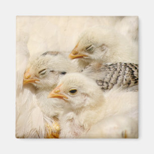 baby kuikens magneet