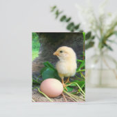 Baby kuikens met roze eieren briefkaart (Staand voorkant)