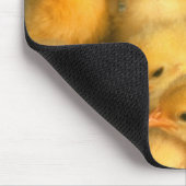 Baby kuikens muismat (Hoek)