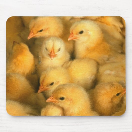 Baby kuikens muismat (Voorkant)