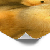 Baby kuikens poster (Hoek)