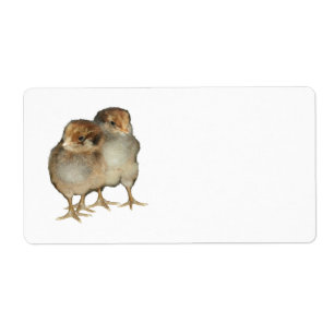 Baby kuikens van araucana kippen ornithologische v etiket