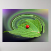 baby ladybug poster (Voorkant)