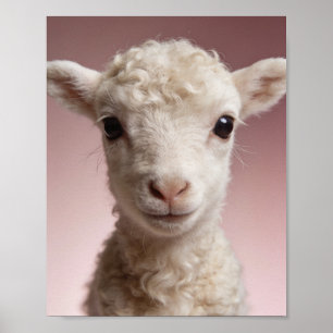 Baby Lam Portret – Mooie Dieren Muur Kunst voor de Poster