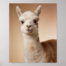 Baby Lama Portret – Mooie Dieren Muur Kunst voor d