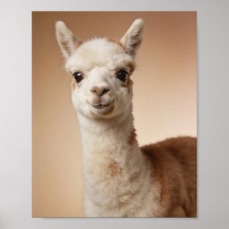 Baby Lama Portret – Mooie Dieren Muur Kunst voor d Poster