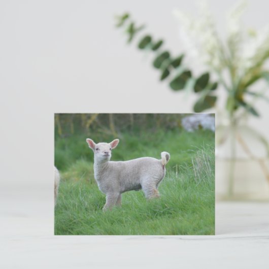 Baby Lamb Briefkaart (Staand voorkant)