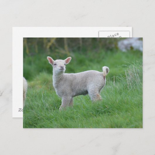 Baby Lamb Briefkaart (Voorkant / Achterkant)