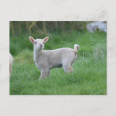 Baby Lamb Briefkaart (Voorkant)