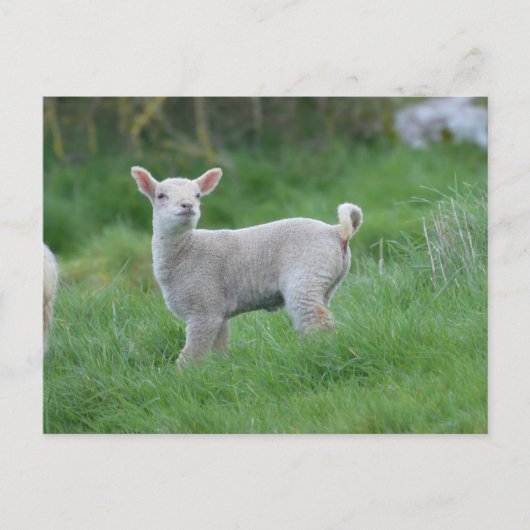 Baby Lamb Briefkaart (Voorkant)