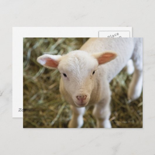 Baby Lamb Briefkaart (Voorkant / Achterkant)