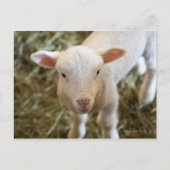 Baby Lamb Briefkaart (Voorkant)