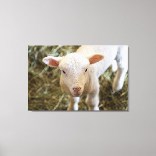 Baby Lamb Canvas Afdruk (Voorkant)