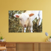 Baby Lamb Canvas Afdruk (Insitu (Woonkamer))