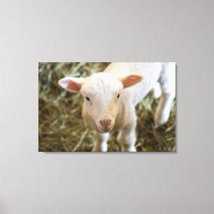 Baby Lamb Canvas Afdruk