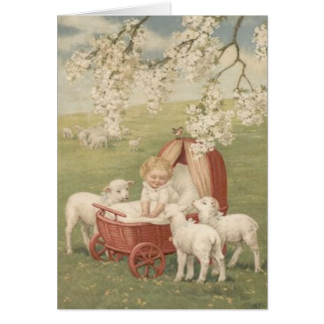 Baby Lamb Dogwood Tree Field (Voorkant)