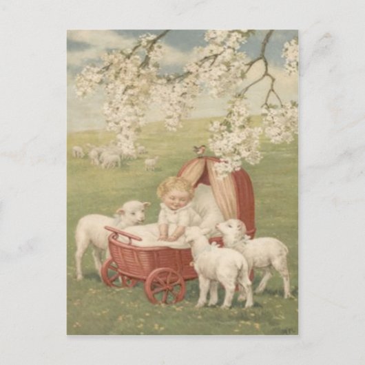Baby Lamb Dogwood Tree Field Briefkaart (Voorkant)