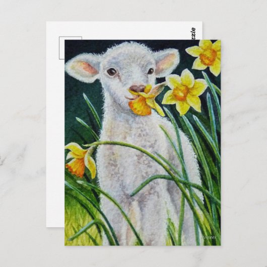 Baby Lamb en Lente Daffodils Waterverf Art Post Briefkaart (Voorkant / Achterkant)