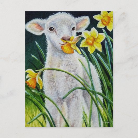 Baby Lamb en Lente Daffodils Waterverf Art Post Briefkaart (Voorkant)