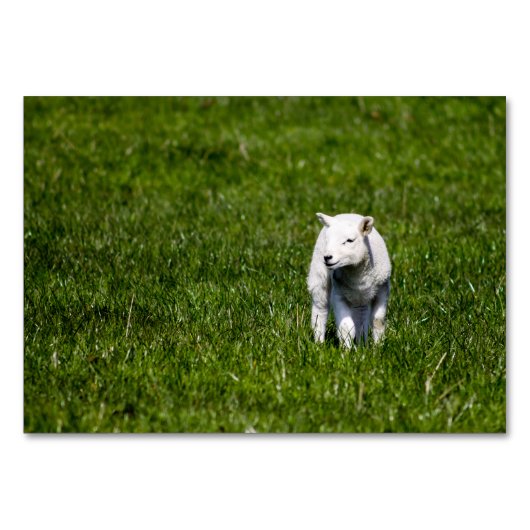 Baby Lamb Kaart (Voorkant)