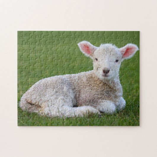 Baby Lamb Legpuzzel (Horizontaal)