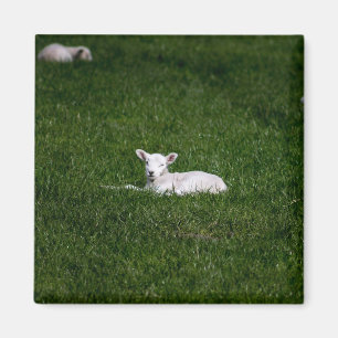 Baby Lamb Magneet