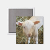 Baby Lamb Magneet (Voorkant / Achterkant)