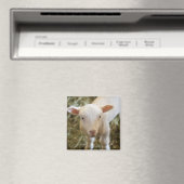 Baby Lamb Magneet (Insitu (Vaatwasser))